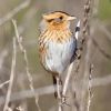 Nelson's Sharp-tailed Sparrow