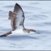 Audubon's Shearwater