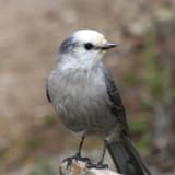 Gray Jay front view