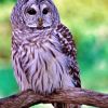 Barred Owl