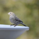 Female at bath