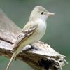 Acadian Flycatcher