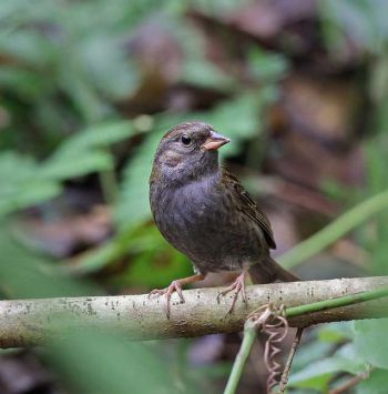 Gray Bunting