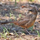 California Thrasher - July 14, 2012