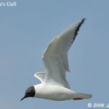 Bonaparte's Gull in flight