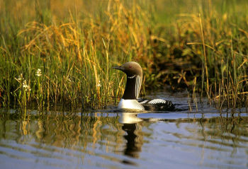 Pacific Loon