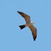 Mississippi Kite