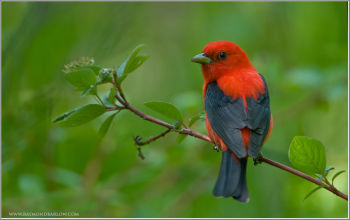 Male Scarlet Tanager