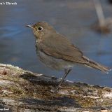 Swainson's Thrush