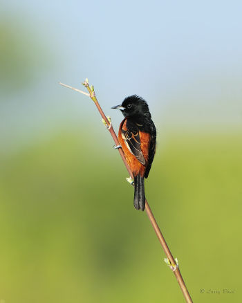 Male Orchard Orilole