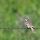 Chestnut-collared Longspur