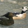 Steller's Eider