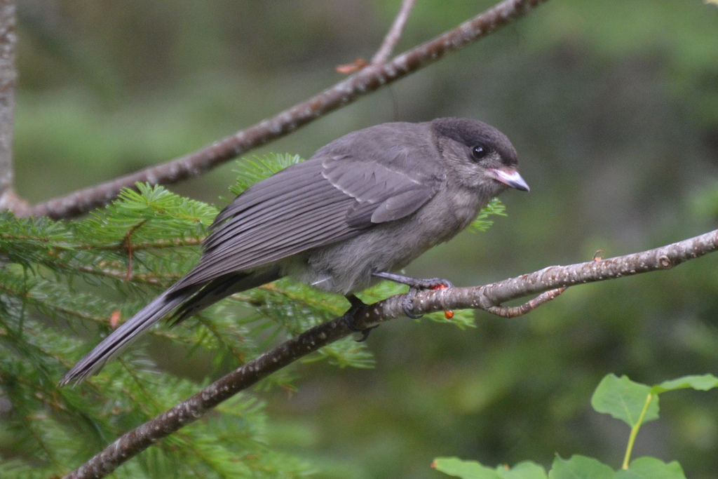 Gray Jay eBirdr