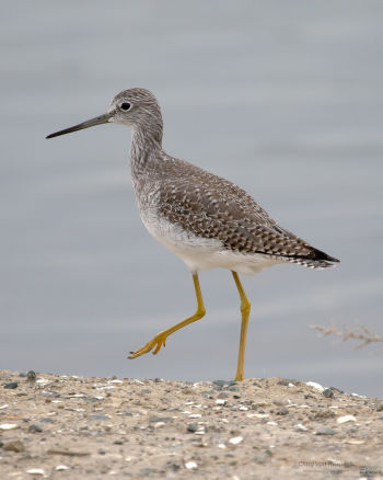 Greater Yellowlegs