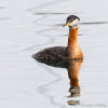 Red-necked Grebe