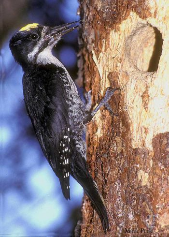 Male - summer Ontario