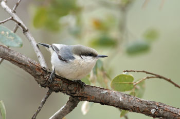 Pygmy Nuthatch