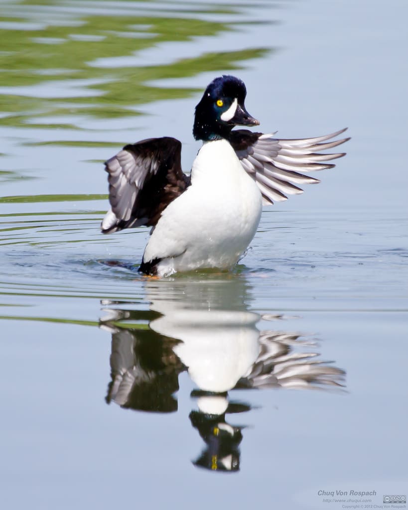 Barrow's Goldeneye - eBird