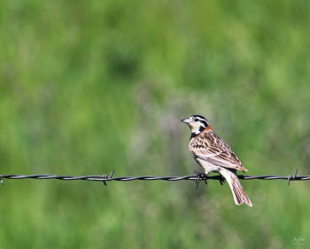 Chestnut-collared Longspur