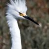 Snowy Egret