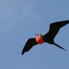 Magnificent Frigatebird