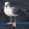 Glaucous-winged Gull