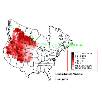 Black-billed Magpie distribution map