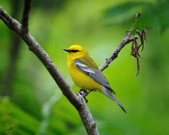 Male Blue-winged Warbler