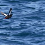 In flight