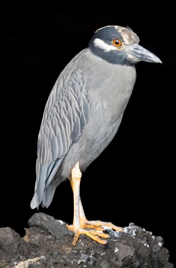 Yellow-Crowned Night-Heron