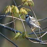 Blackpoll Warbler