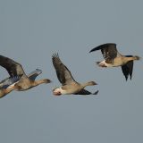 In flight