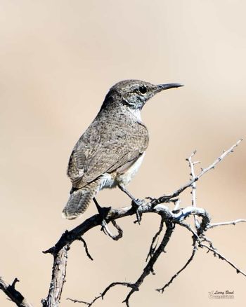 Rock Wren