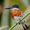 Green Kingfisher