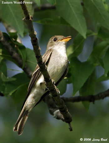 Eastern Wood-Pewee