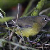 Connecticut Warbler