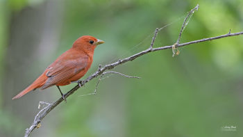 Male Summer Tanager