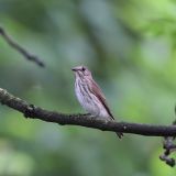 Gray-spotted Flycatcher