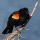 Red-winged Blackbird