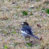 Black-backed Wagtail