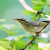 Arctic Warbler