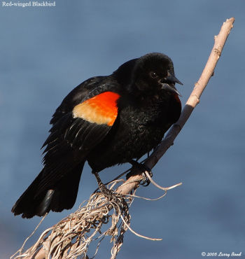 Red-winged Blackbird