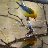 Prothonotary Warbler