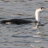 Non-breeding Red-throated Loon