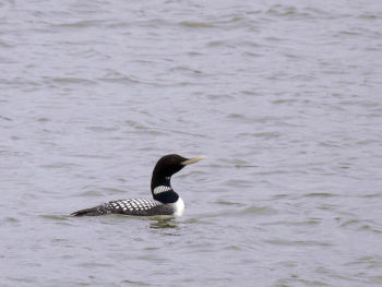 Mating Plumage