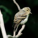 Acadian Flycatcher