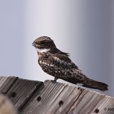 Lesser Nighthawk