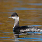 Winter plumage - Rodman Slough, Clear Lake, Nice, CA - November 2011