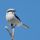 Northern Shrike