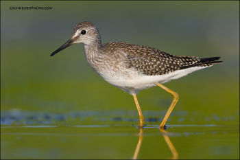 Lesser Yellowlegs